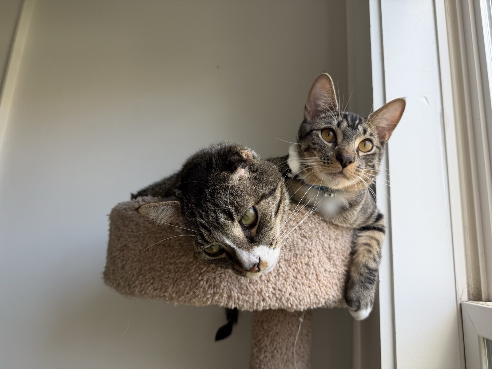 Two tabby cats on top of a carpeted cat tree by a window