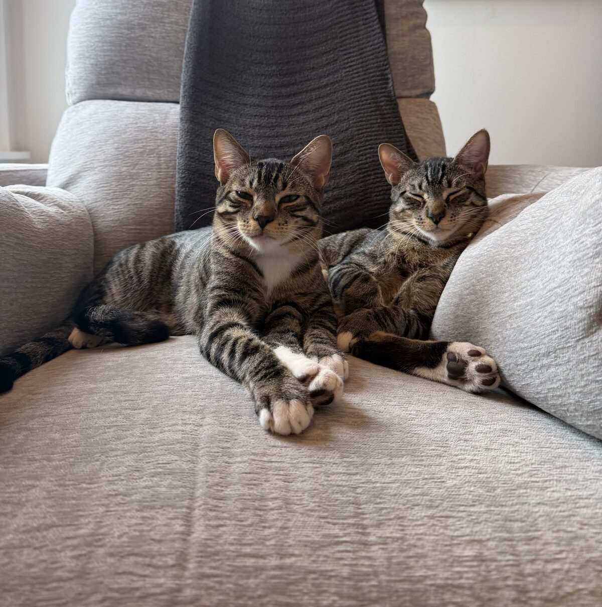Two tabby cats lounging side by side on a gray couch, paws stretched out